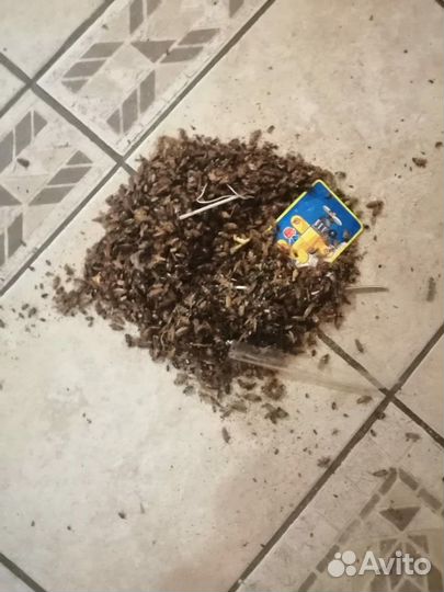 Уничтожение тараканов, клопов, дезинсекция