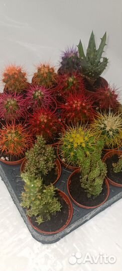 Бокарнея, калатея