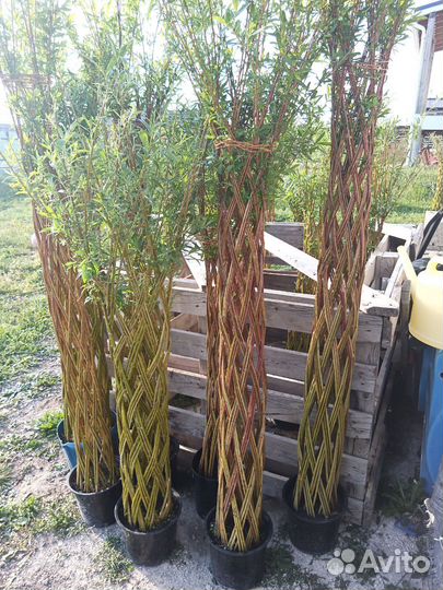 Деревья из плетёной ивы