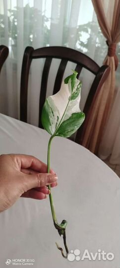 Манстера альба