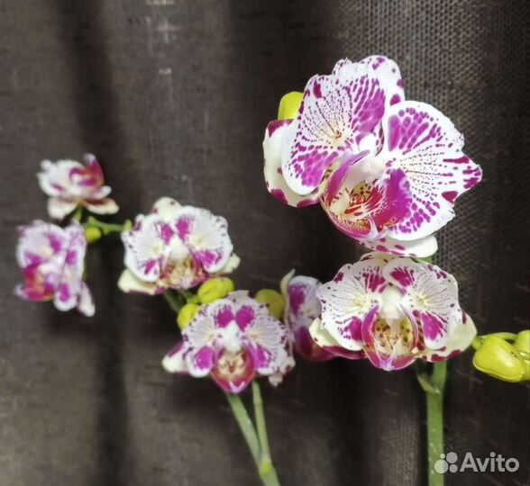 Орхидея фаленопсис