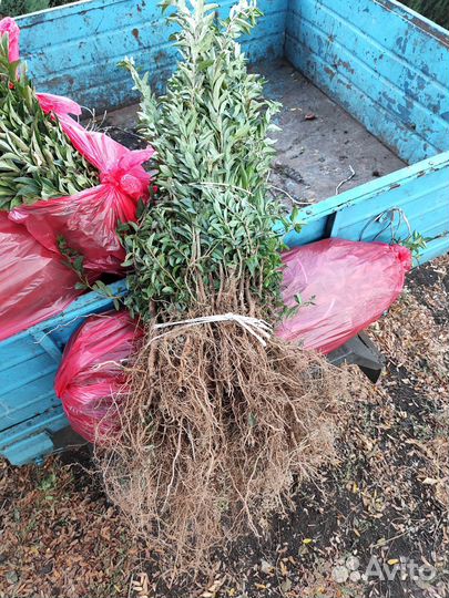 Озеленение Бирючина живая изгородь