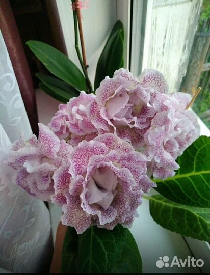 Глоксинии сортовые