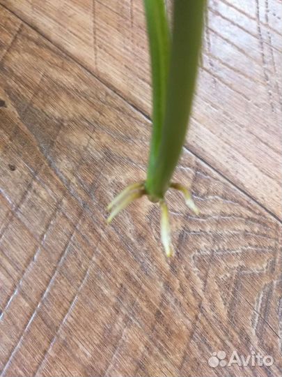 Сингониум моттлед