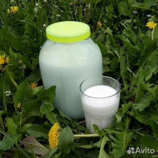 Продам козье молоко