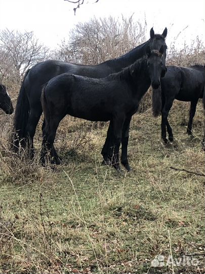 Жеребята кобылки
