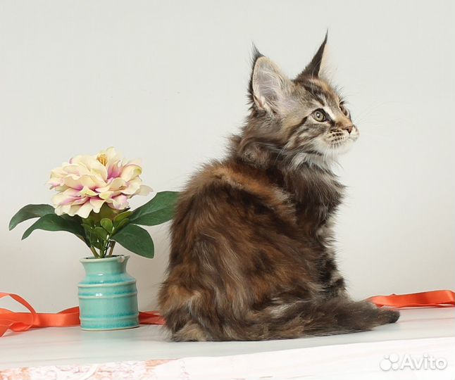 Мейн - кун котята