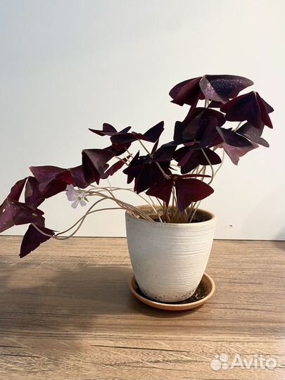 Кислица оксалис