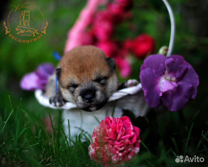 Сиба щенки для шоу и души