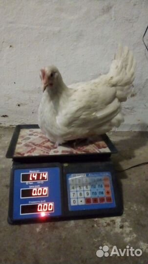 Куры Несушки