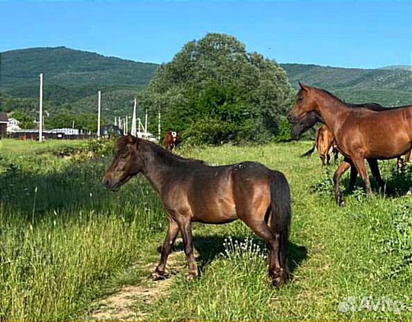 Жеребчик пони