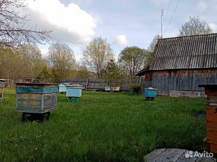 Продам пасеку