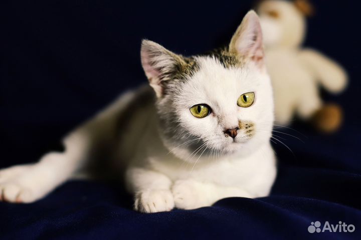 Котенок мальчик в дар