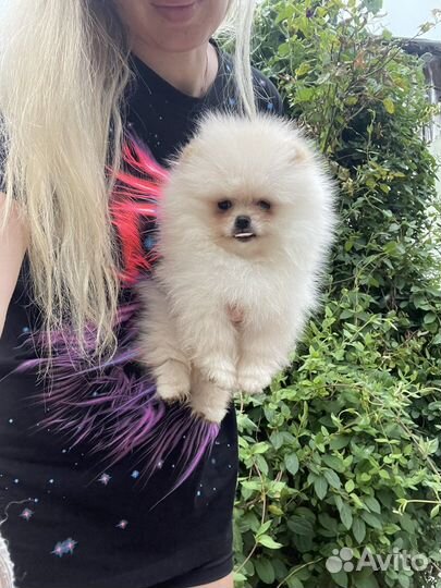 Щенки померанского шпица