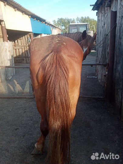 Продам кобылу