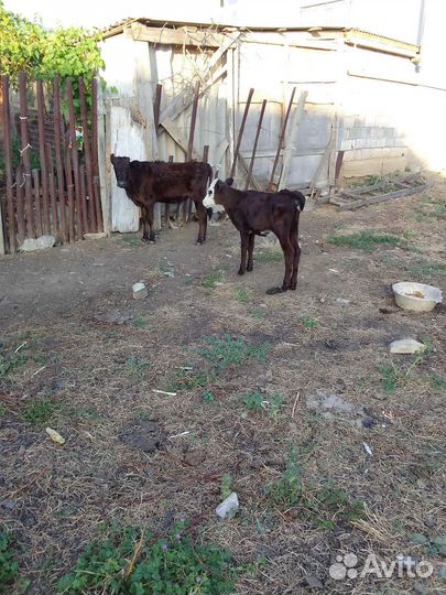 Продаются телята
