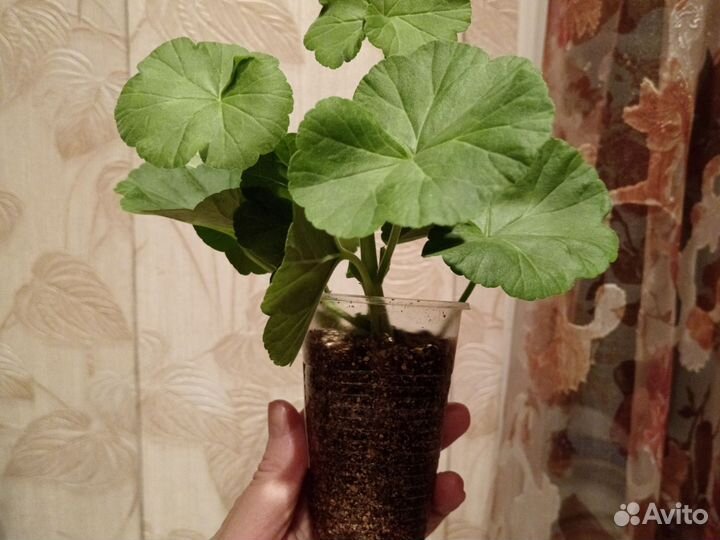 Пеларгония зональная Pretty Petticoat