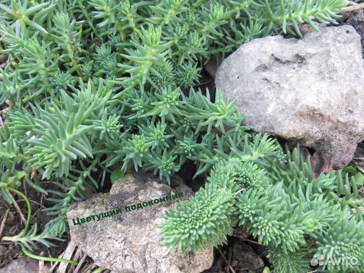 Почвопокровники для сада (многолетники)