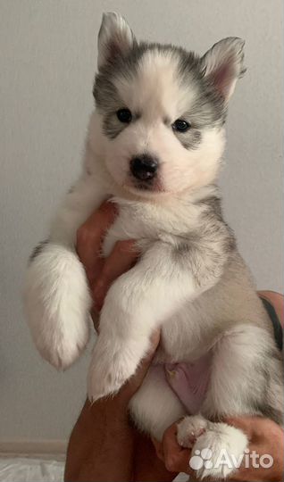 Щенки сибирской хаски