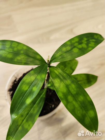 Пальмы,драцены