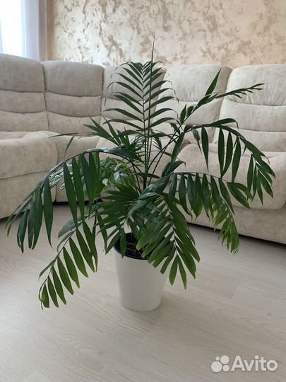 Пальма хамедорея