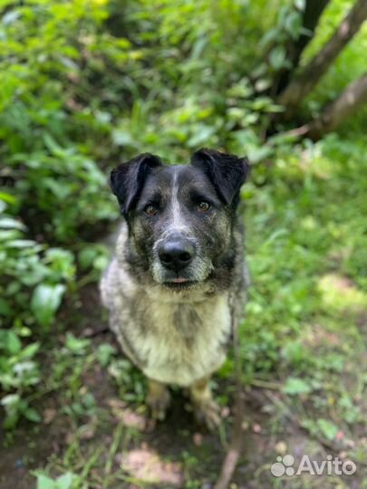 Собака в добрые руки приют Ильинка