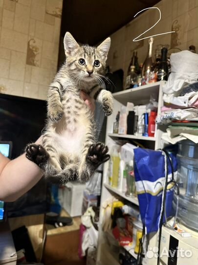 Котята девочки в добрые руки