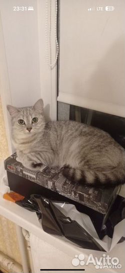 Кошка в добрые руки