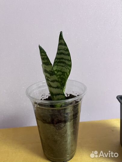 Сансевиерия щучий хвост
