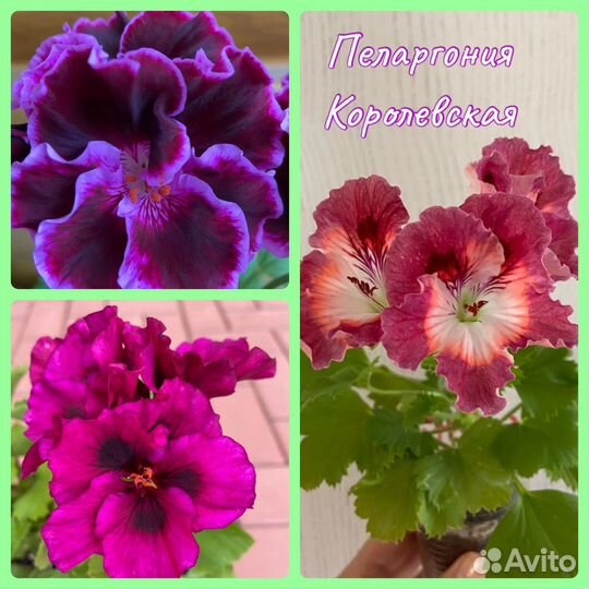 Пеларгонии