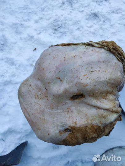 Для собак рубец печень обрезь кости рыба не вын.у