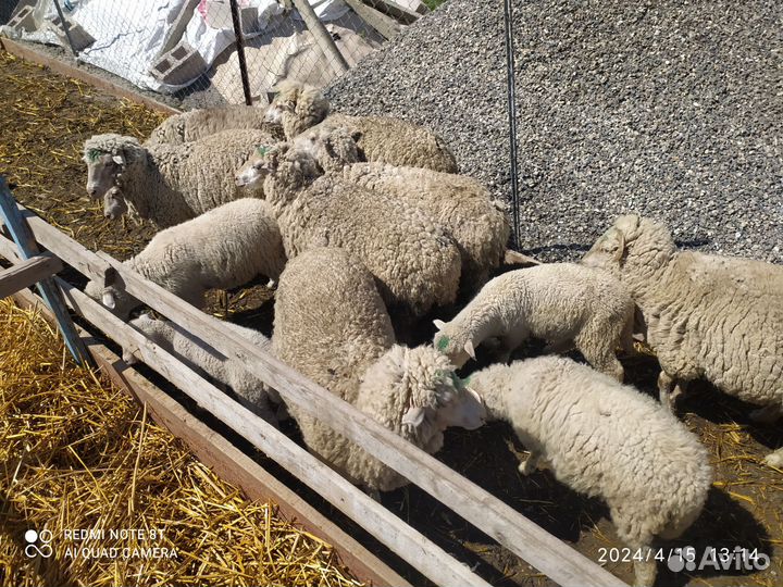 Овцы бараны ягнята