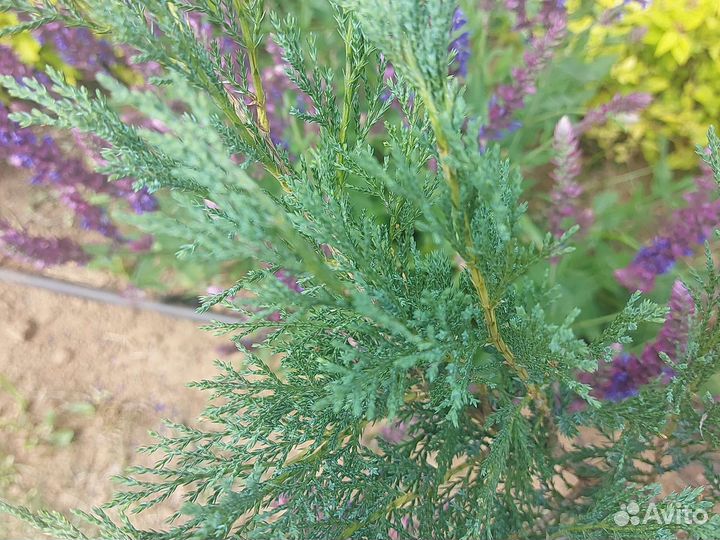 Можжевельник