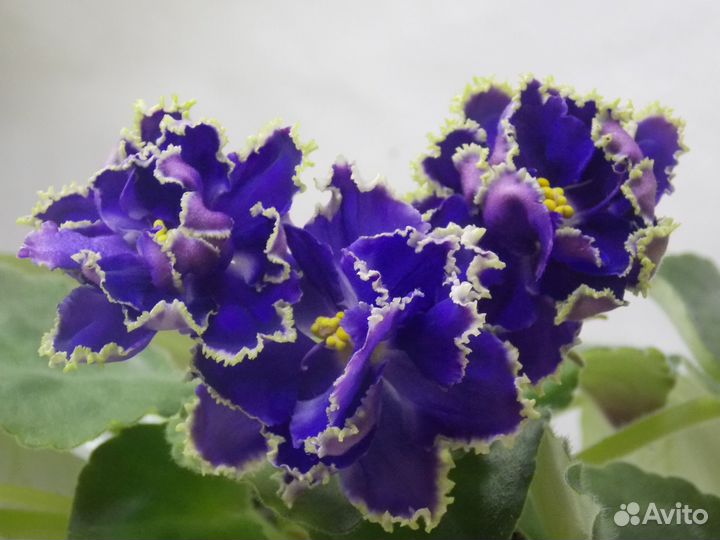 Листочки фиалок