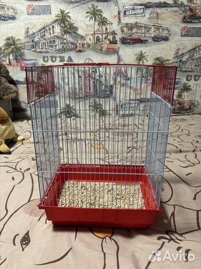 Попугай, крыса