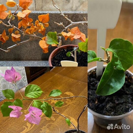 Хойя,Бугенвиллия,Молочай,папоротник,аглаонема, гиб