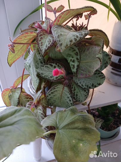 Кротон, Хатиора, Аихризон