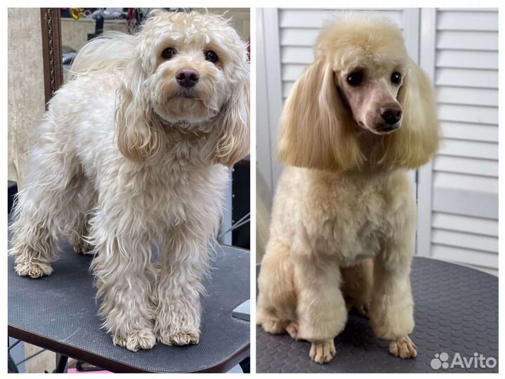 Груминг(стрижка собак и кошек)