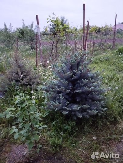 Ель голубая зелёная