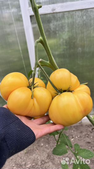 Семена томатов и перцев сорта