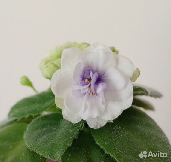 Фиалка Rob's Cotton Ball