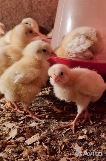 Бройлер кобб -27июля