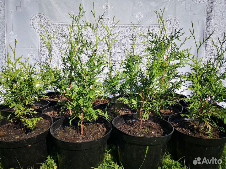 Туя западная Брабант Хвойные растения
