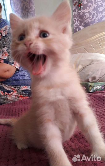 Кошка в дар