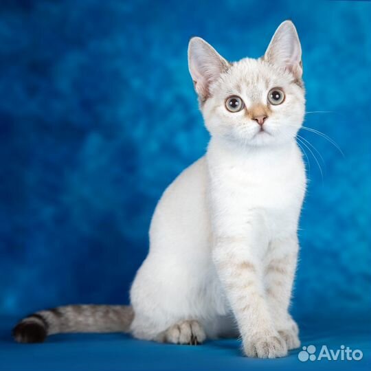 Тайский котенок в дар
