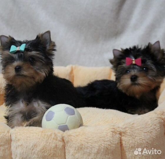 Йоркширский терьер