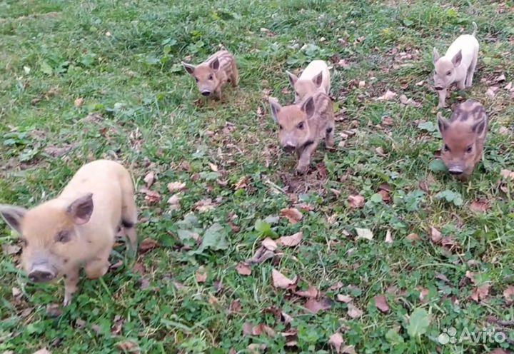 Кармал поросята, свиньи, свинья