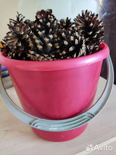 Шишки сосновые