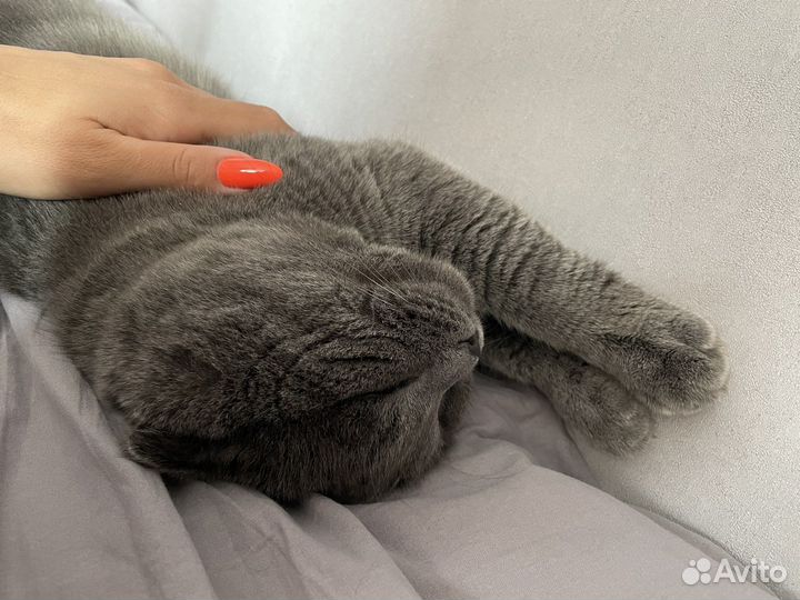 Шотландский вислоухий кот