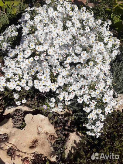 Астра Виргинская (сентябринки)